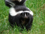 skunk